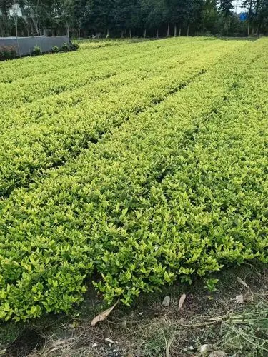 放眼未来，自动修剪绿化草坪成就智慧社区